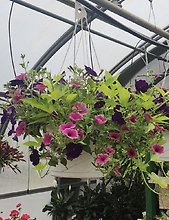 BLOOMING ANNUALS HANGING BASKET